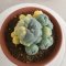 Lophophora Fricii Variegata 8 cm 25 years old seed ownroot flower seedling ロフォフォラ　烏羽玉　仔吹き サボテン