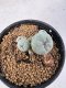 Lophophora Williamsii 5-6 cm 10 years old seed ownroot flower seedling ロフォフォラ　烏羽玉　仔吹き サボテン