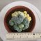 Lophophora Fricii Variegata 8 cm 25 years old seed ownroot flower seedling ロフォフォラ　烏羽玉　仔吹き サボテン