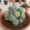 Lophophora Fricii Variegata 8 cm 25 years old seed ownroot flower seedling ロフォフォラ　烏羽玉　仔吹き サボテン