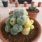 Lophophora Fricii Variegata 8 cm 25 years old seed ownroot flower seedling ロフォフォラ　烏羽玉　仔吹き サボテン