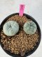 Lophophora Williamsii 5-6 cm 10 years old seed ownroot flower seedling ロフォフォラ　烏羽玉　仔吹き サボテン