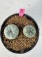 Lophophora Williamsii 5-6 cm 10 years old seed ownroot flower seedling ロフォフォラ　烏羽玉　仔吹き サボテン