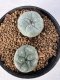 Lophophora Williamsii 5-6 cm 10 years old seed ownroot flower seedling ロフォフォラ　烏羽玉　仔吹き サボテン