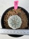 Lophophora Williamsii 5-6 cm 10 years old seed ownroot flower seedling ロフォフォラ　烏羽玉　仔吹き サボテン