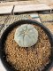 Lophophora Williamsii 5-6 cm 10 years old seed ownroot flower seedling ロフォフォラ　烏羽玉　仔吹き サボテン