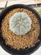 Lophophora Williamsii 5-6 cm 10 years old seed ownroot flower seedling ロフォフォラ　烏羽玉　仔吹き サボテン