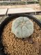 Lophophora Williamsii 5-6 cm 10 years old seed ownroot flower seedling ロフォフォラ　烏羽玉　仔吹き サボテン