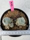 Lophophora Williamsii 5-6 cm 10 years old seed ownroot flower seedling ロフォフォラ　烏羽玉　仔吹き サボテン