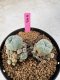 Lophophora Williamsii 5-6 cm 10 years old seed ownroot flower seedling ロフォフォラ　烏羽玉　仔吹き サボテン