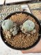 Lophophora Williamsii 5-6 cm 10 years old seed ownroot flower seedling ロフォフォラ　烏羽玉　仔吹き サボテン