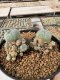 Lophophora Williamsii 5-6 cm 10 years old seed ownroot flower seedling ロフォフォラ　烏羽玉　仔吹き サボテン