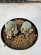 Lophophora Williamsii 5-6 cm 10 years old seed ownroot flower seedling ロフォフォラ　烏羽玉　仔吹き サボテン