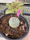 Lophophora Williamsii 5-6 cm 10 years old seed ownroot flower seedling ロフォフォラ　烏羽玉　仔吹き サボテン