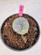 Lophophora Williamsii 5-6 cm 10 years old seed ownroot flower seedling ロフォフォラ　烏羽玉　仔吹き サボテン