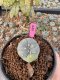 Lophophora Williamsii 5-6 cm 10 years old seed ownroot flower seedling ロフォフォラ　烏羽玉　仔吹き サボテン