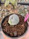 Lophophora Williamsii 5-6 cm 10 years old seed ownroot flower seedling ロフォフォラ　烏羽玉　仔吹き サボテン