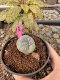 Lophophora Williamsii 5-6 cm 10 years old seed ownroot flower seedling ロフォフォラ　烏羽玉　仔吹き サボテン