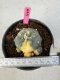 Lophophora Williamsii 5-6 cm 10 years old seed ownroot flower seedling ロフォフォラ　烏羽玉　仔吹き サボテン