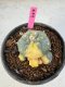 Lophophora Williamsii 5-6 cm 10 years old seed ownroot flower seedling ロフォフォラ　烏羽玉　仔吹き サボテン