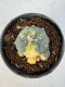 Lophophora Williamsii 5-6 cm 10 years old seed ownroot flower seedling ロフォフォラ　烏羽玉　仔吹き サボテン