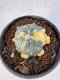 Lophophora Williamsii 5-6 cm 10 years old seed ownroot flower seedling ロフォフォラ　烏羽玉　仔吹き サボテン