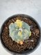 Lophophora Williamsii 5-6 cm 10 years old seed ownroot flower seedling ロフォフォラ　烏羽玉　仔吹き サボテン