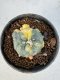 Lophophora Williamsii 5-6 cm 10 years old seed ownroot flower seedling ロフォフォラ　烏羽玉　仔吹き サボテン