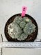 Lophophora Williamsii 5-6 cm 10 years old seed ownroot flower seedling ロフォフォラ　烏羽玉　仔吹き サボテン