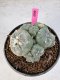 Lophophora Williamsii 5-6 cm 10 years old seed ownroot flower seedling ロフォフォラ　烏羽玉　仔吹き サボテン