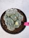 Lophophora Williamsii 5-6 cm 10 years old seed ownroot flower seedling ロフォフォラ　烏羽玉　仔吹き サボテン