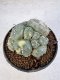 Lophophora Williamsii 5-6 cm 10 years old seed ownroot flower seedling ロフォフォラ　烏羽玉　仔吹き サボテン