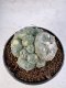 Lophophora Williamsii 5-6 cm 10 years old seed ownroot flower seedling ロフォフォラ　烏羽玉　仔吹き サボテン