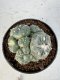 Lophophora Williamsii 5-6 cm 10 years old seed ownroot flower seedling ロフォフォラ　烏羽玉　仔吹き サボテン