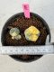 Lophophora Williamsii 5-6 cm 10 years old seed ownroot flower seedling ロフォフォラ　烏羽玉　仔吹き サボテン