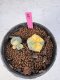 Lophophora Williamsii 5-6 cm 10 years old seed ownroot flower seedling ロフォフォラ　烏羽玉　仔吹き サボテン