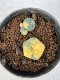 Lophophora Williamsii 5-6 cm 10 years old seed ownroot flower seedling ロフォフォラ　烏羽玉　仔吹き サボテン