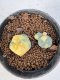 Lophophora Williamsii 5-6 cm 10 years old seed ownroot flower seedling ロフォフォラ　烏羽玉　仔吹き サボテン