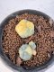 Lophophora Williamsii 5-6 cm 10 years old seed ownroot flower seedling ロフォフォラ　烏羽玉　仔吹き サボテン