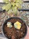 Lophophora Williamsii 5-6 cm 10 years old seed ownroot flower seedling ロフォフォラ　烏羽玉　仔吹き サボテン