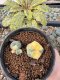 Lophophora Williamsii 5-6 cm 10 years old seed ownroot flower seedling ロフォフォラ　烏羽玉　仔吹き サボテン