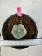 Lophophora Williamsii 5-6 cm 10 years old seed ownroot flower seedling ロフォフォラ　烏羽玉　仔吹き サボテン