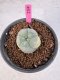 Lophophora Williamsii 5-6 cm 10 years old seed ownroot flower seedling ロフォフォラ　烏羽玉　仔吹き サボテン