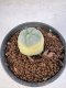 Lophophora Williamsii 5-6 cm 10 years old seed ownroot flower seedling ロフォフォラ　烏羽玉　仔吹き サボテン