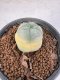 Lophophora Williamsii 5-6 cm 10 years old seed ownroot flower seedling ロフォフォラ　烏羽玉　仔吹き サボテン