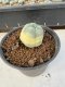 Lophophora Williamsii 5-6 cm 10 years old seed ownroot flower seedling ロフォフォラ　烏羽玉　仔吹き サボテン