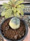 Lophophora Williamsii 5-6 cm 10 years old seed ownroot flower seedling ロフォフォラ　烏羽玉　仔吹き サボテン