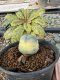 Lophophora Williamsii 5-6 cm 10 years old seed ownroot flower seedling ロフォフォラ　烏羽玉　仔吹き サボテン