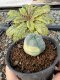 Lophophora Williamsii 5-6 cm 10 years old seed ownroot flower seedling ロフォフォラ　烏羽玉　仔吹き サボテン