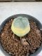 Lophophora Williamsii 5-6 cm 10 years old seed ownroot flower seedling ロフォフォラ　烏羽玉　仔吹き サボテン